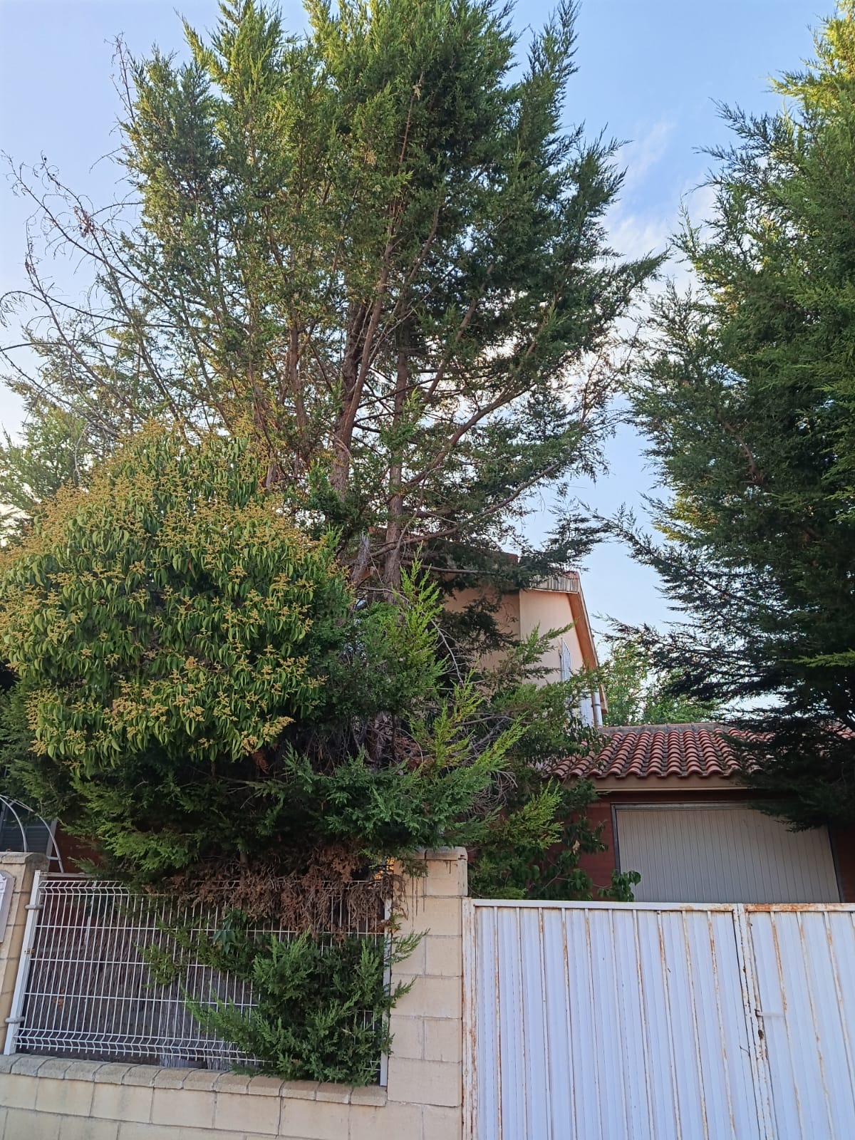 árboles de hasta 10 metros en Pozo de Guadalajara