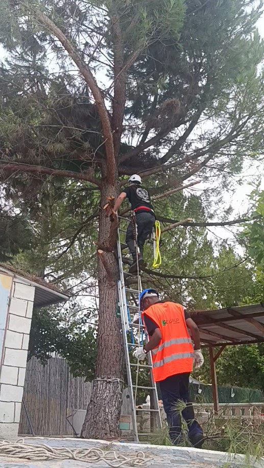 Pino de unos 7 metros antes de la tala en Hontoba (Guadalajara)