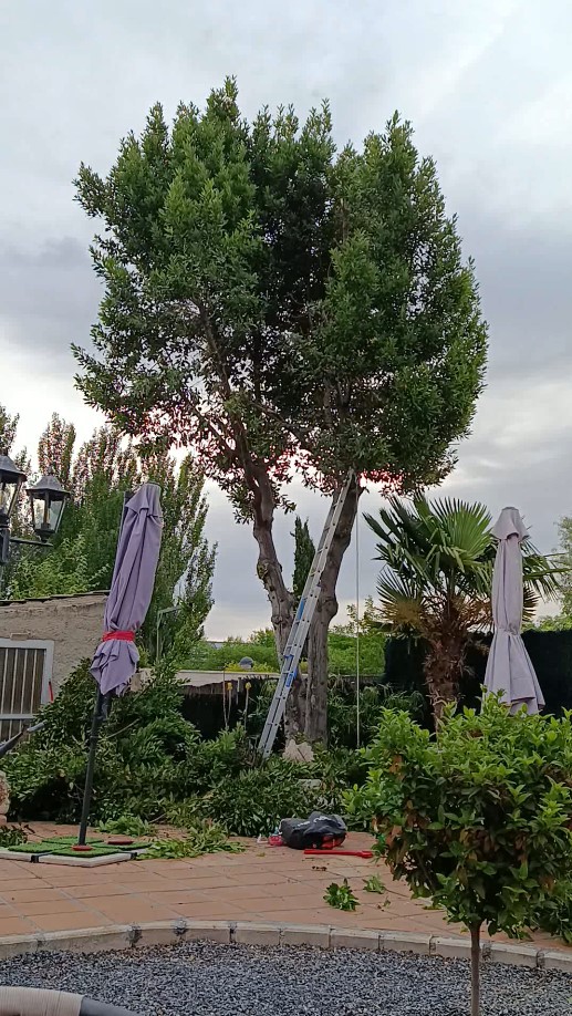 Laurel de gran tamaño de unos 7 metros antes de la tala en Azuqueca de Henares