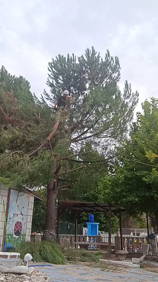 Tala controlada de un pino mediante trepa en Hontoba