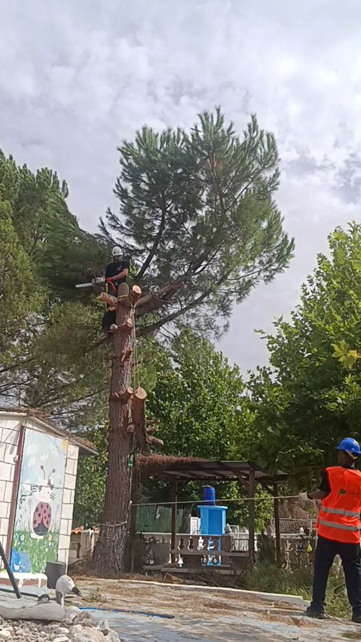 Desmontaje por secciones de un pino durante la tala en Hontoba
