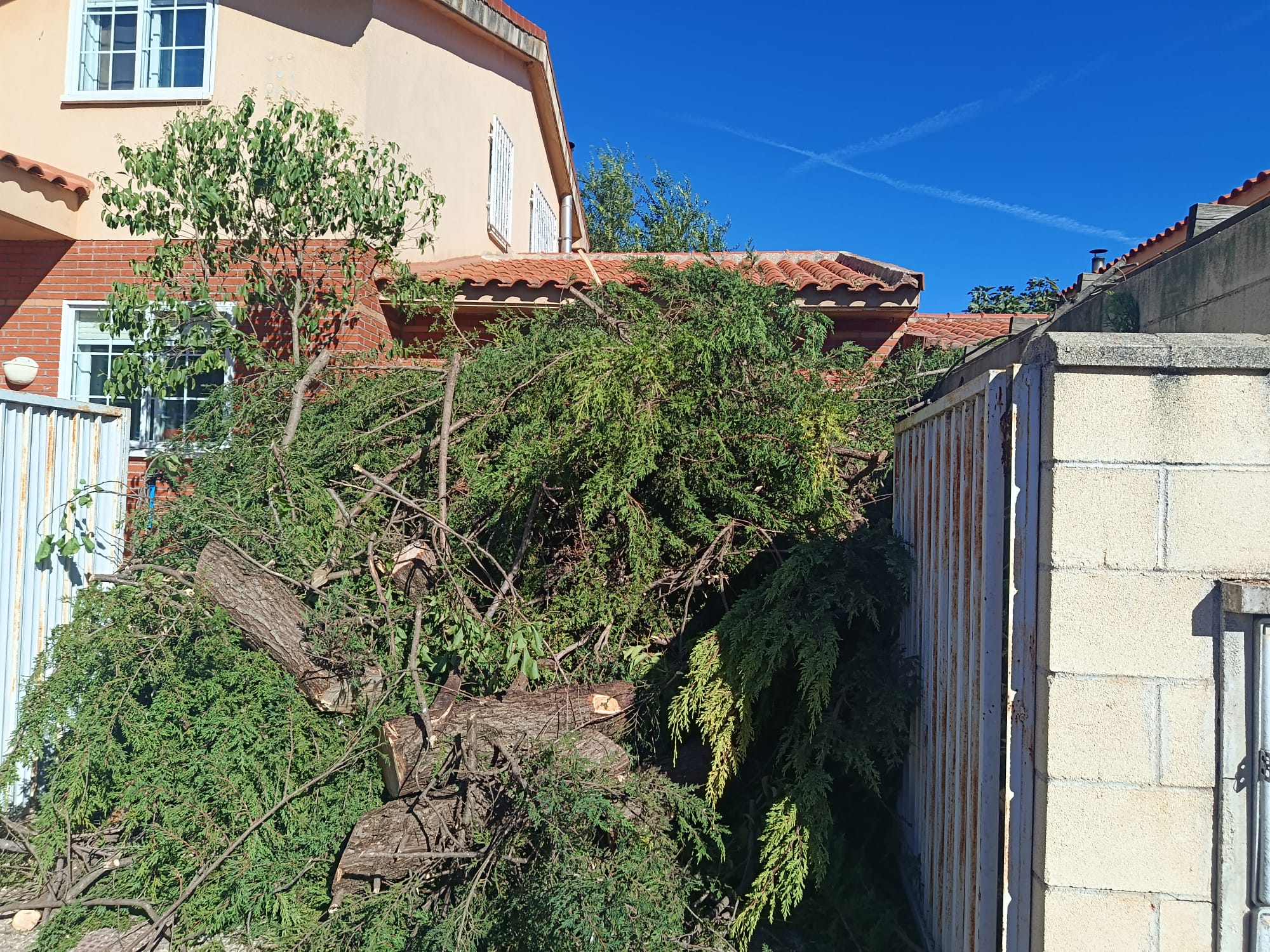 Retirada de restos de la tala de árboles en Pozo de Guadalajara