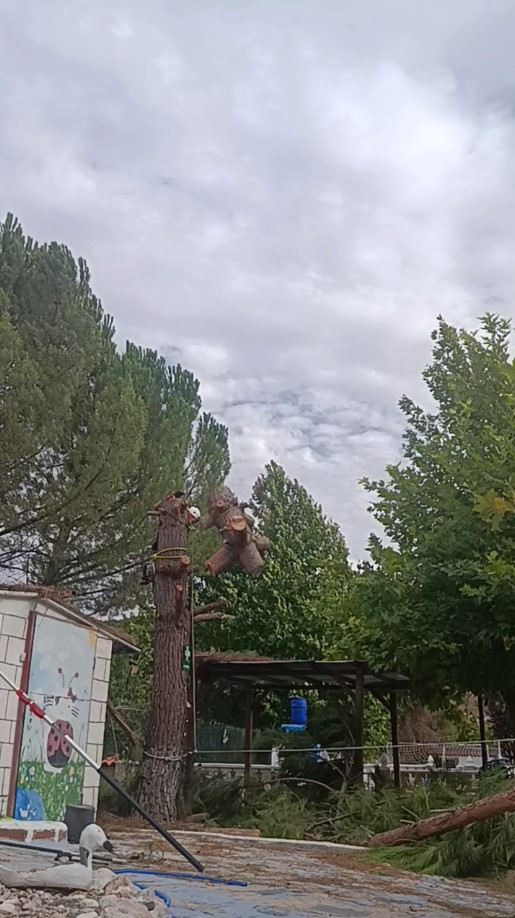 Pino rebajado después de la tala controlada en Hontoba