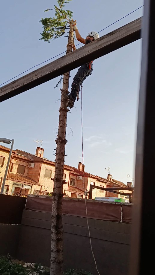 Podador profesional realizando la tala de una pícea por secciones junto a una vivienda en Galápagos (Guadalajara)