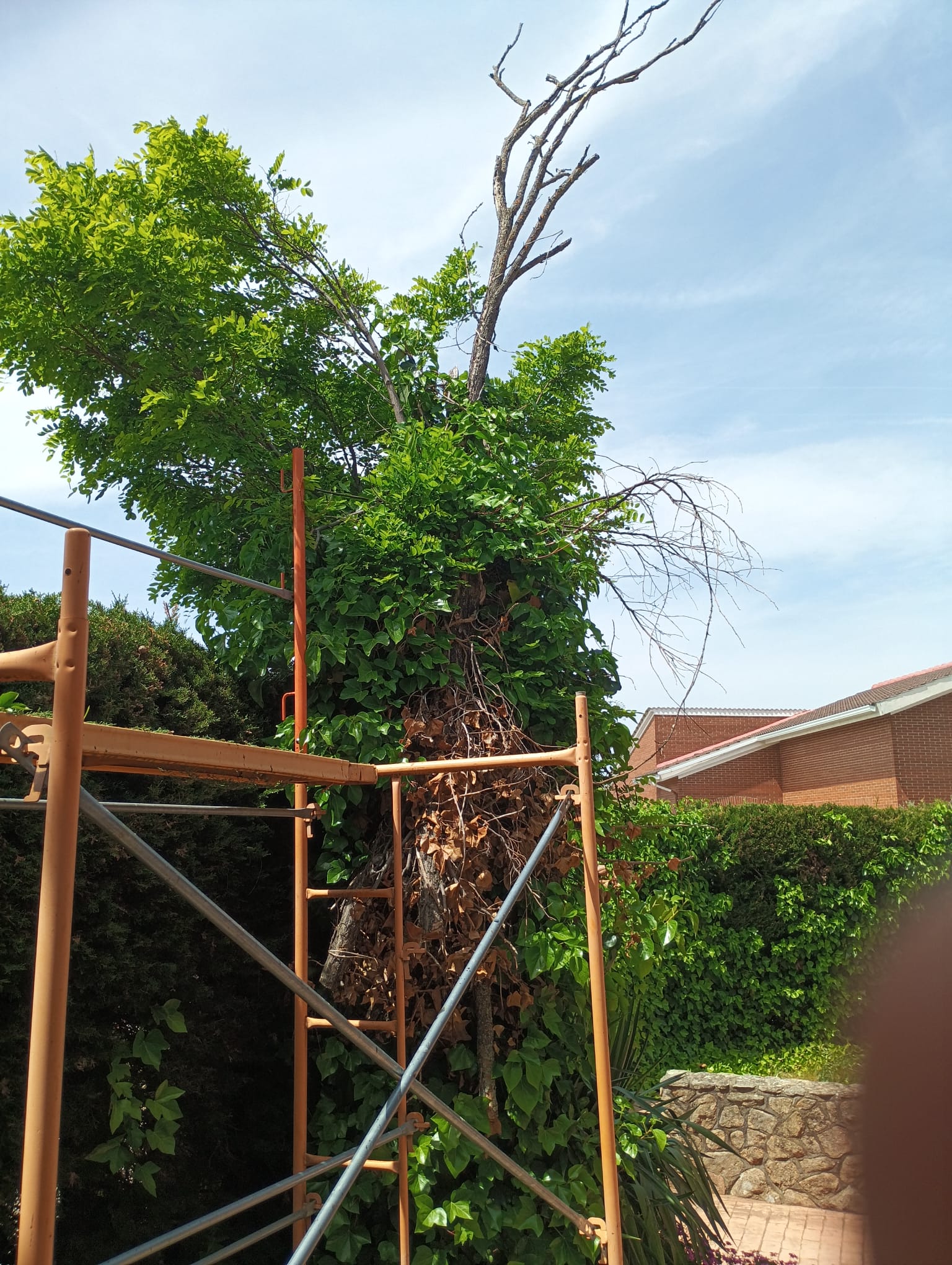 Estado inicial de una acacia con ramas afectadas por pudrición en Caraquiz, Uceda (Guadalajara)