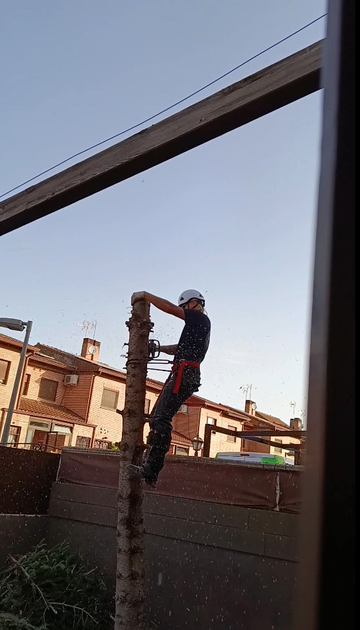 Descenso controlado del tronco durante la tala de un árbol mediante cuerdas en Guadalajara
