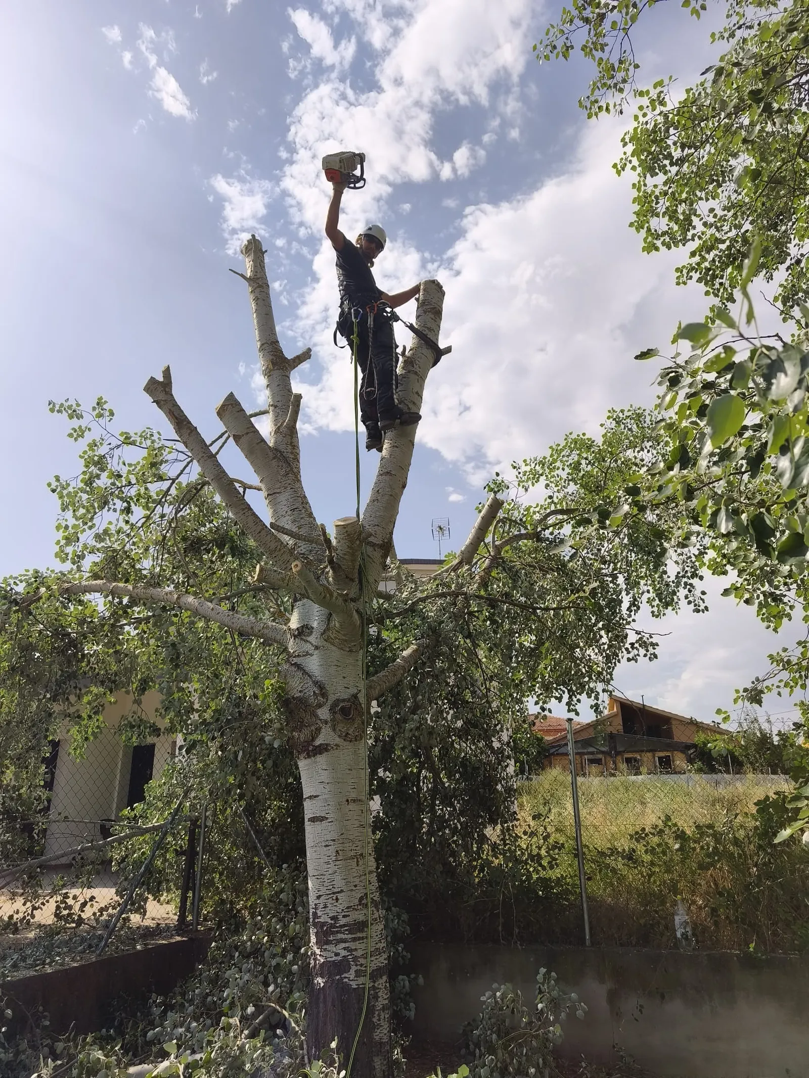 Tala controlada de un chopo realizada mediante trepa en Carrascosa de Henares