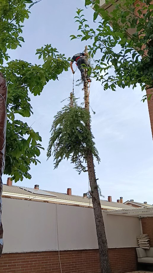 tala de árbol en Marchamalo de Guadalajara