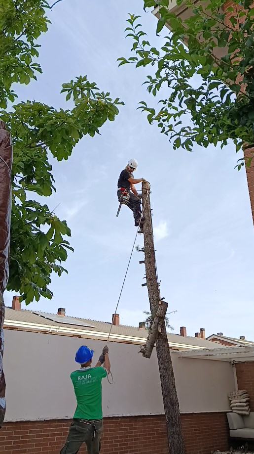 Talar árbol en Guadalajara por alexpodas