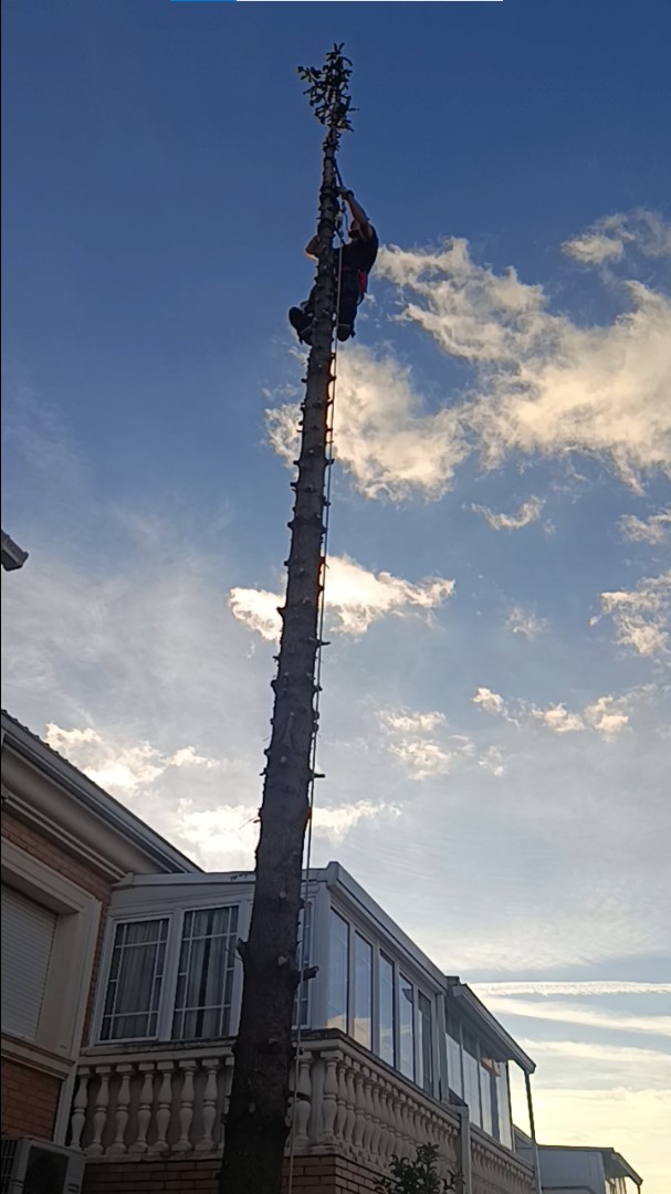 Desmontaje de un abeto mediante trepa en Villanueva de la Torre