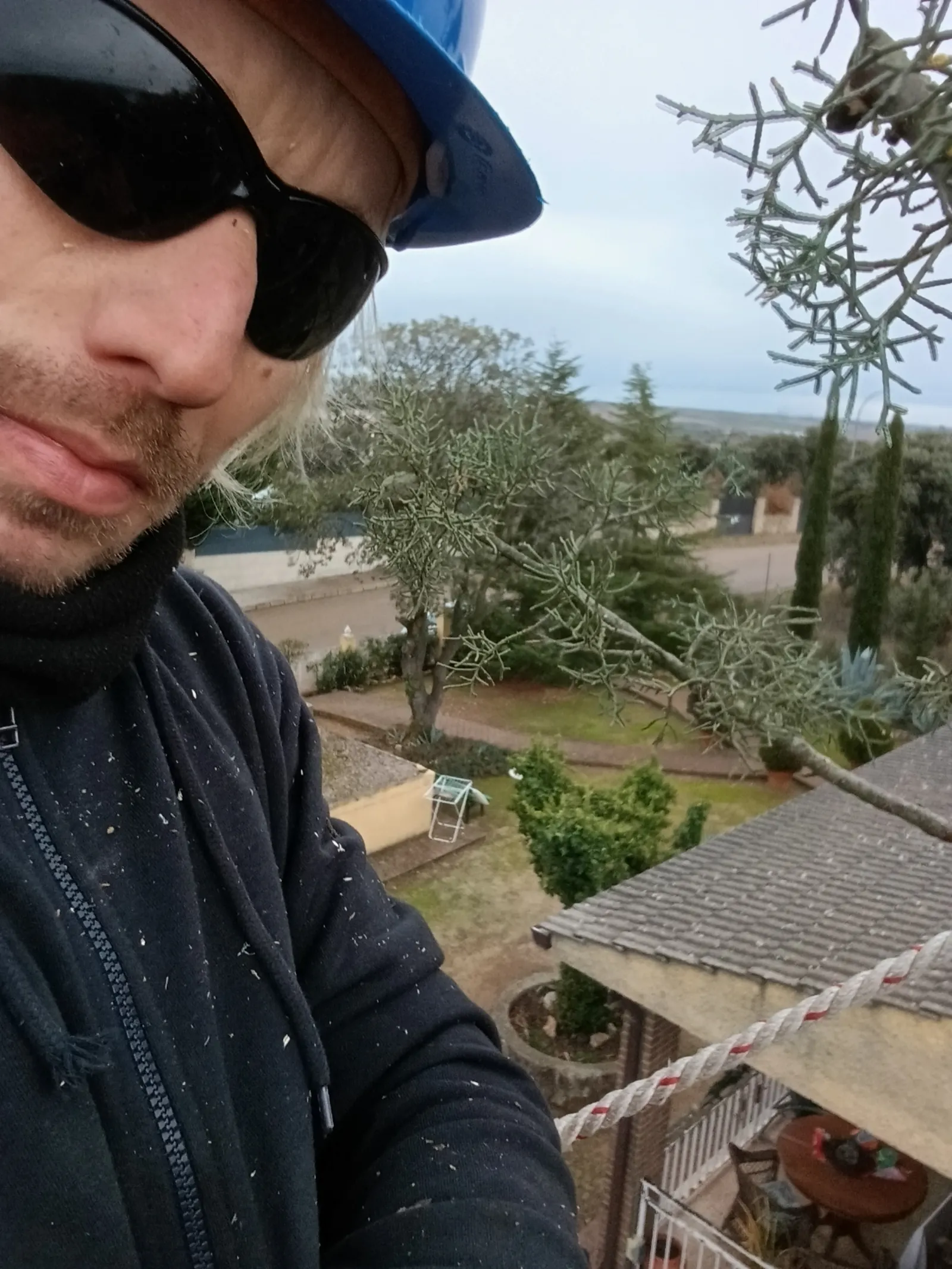 tala de árbol arizónica