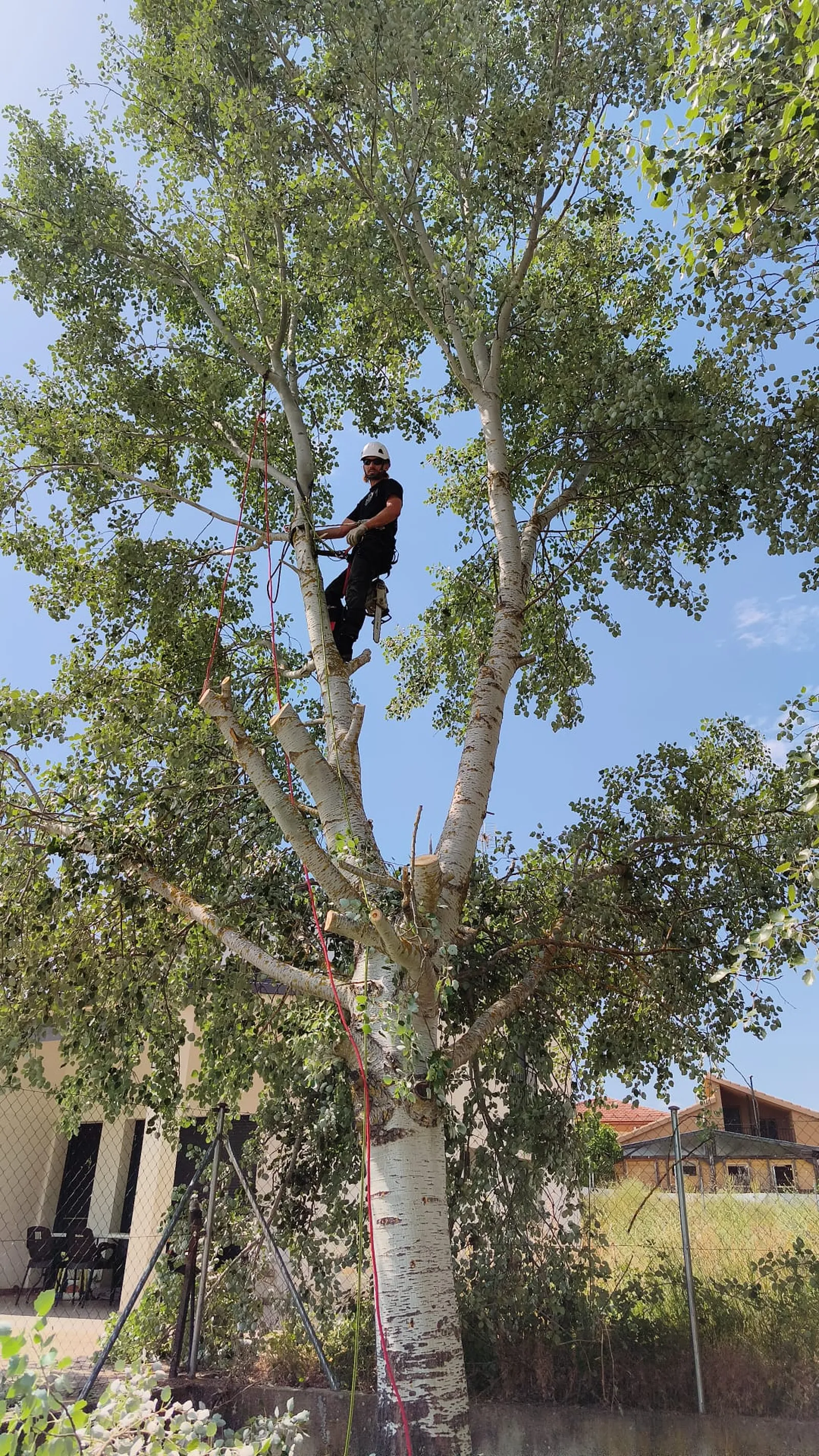 Trabajo de tala de un chopo mediante trepa en Carrascosa de Henares