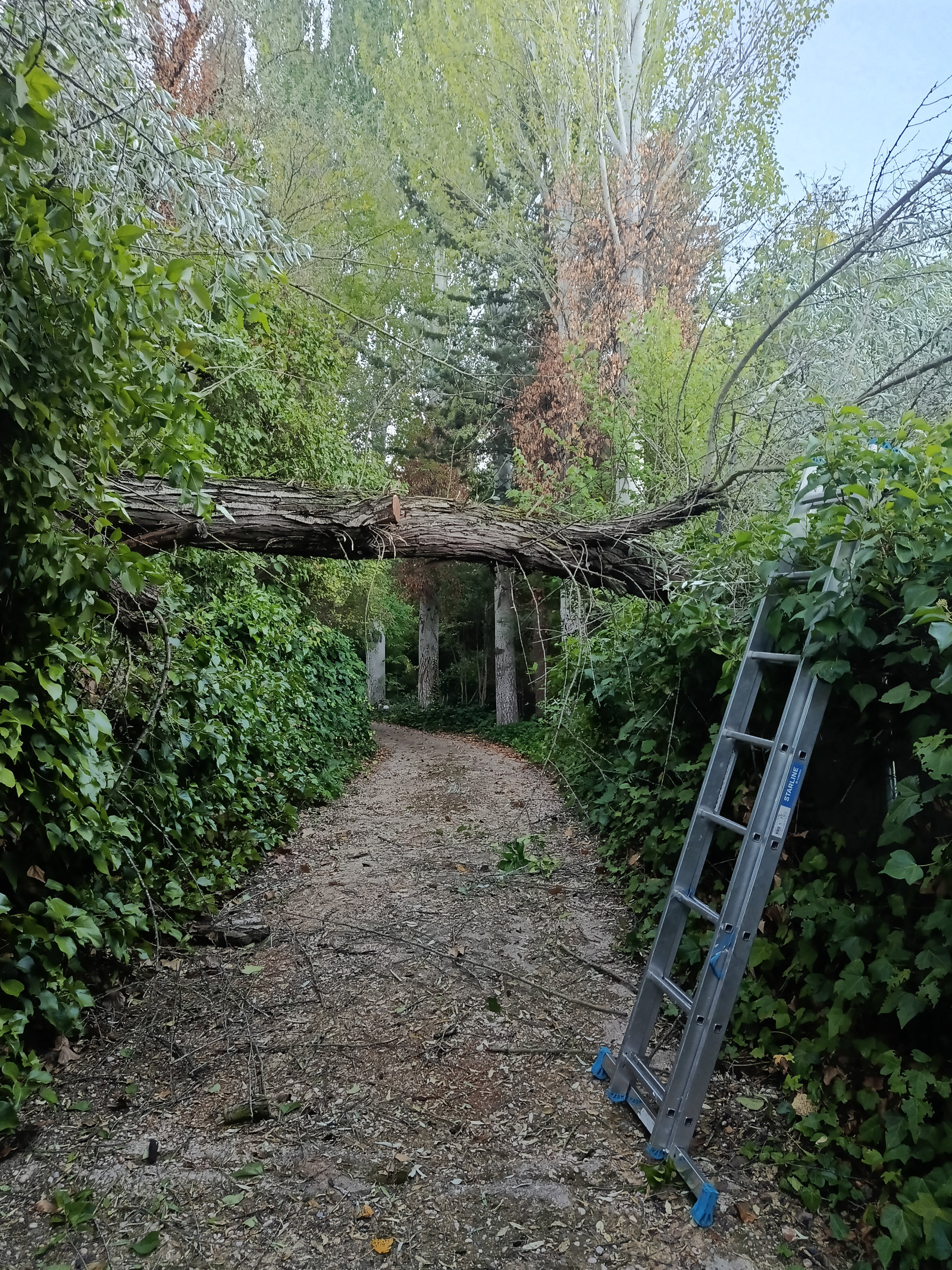 árbol caido tras tormenta en guadalajara