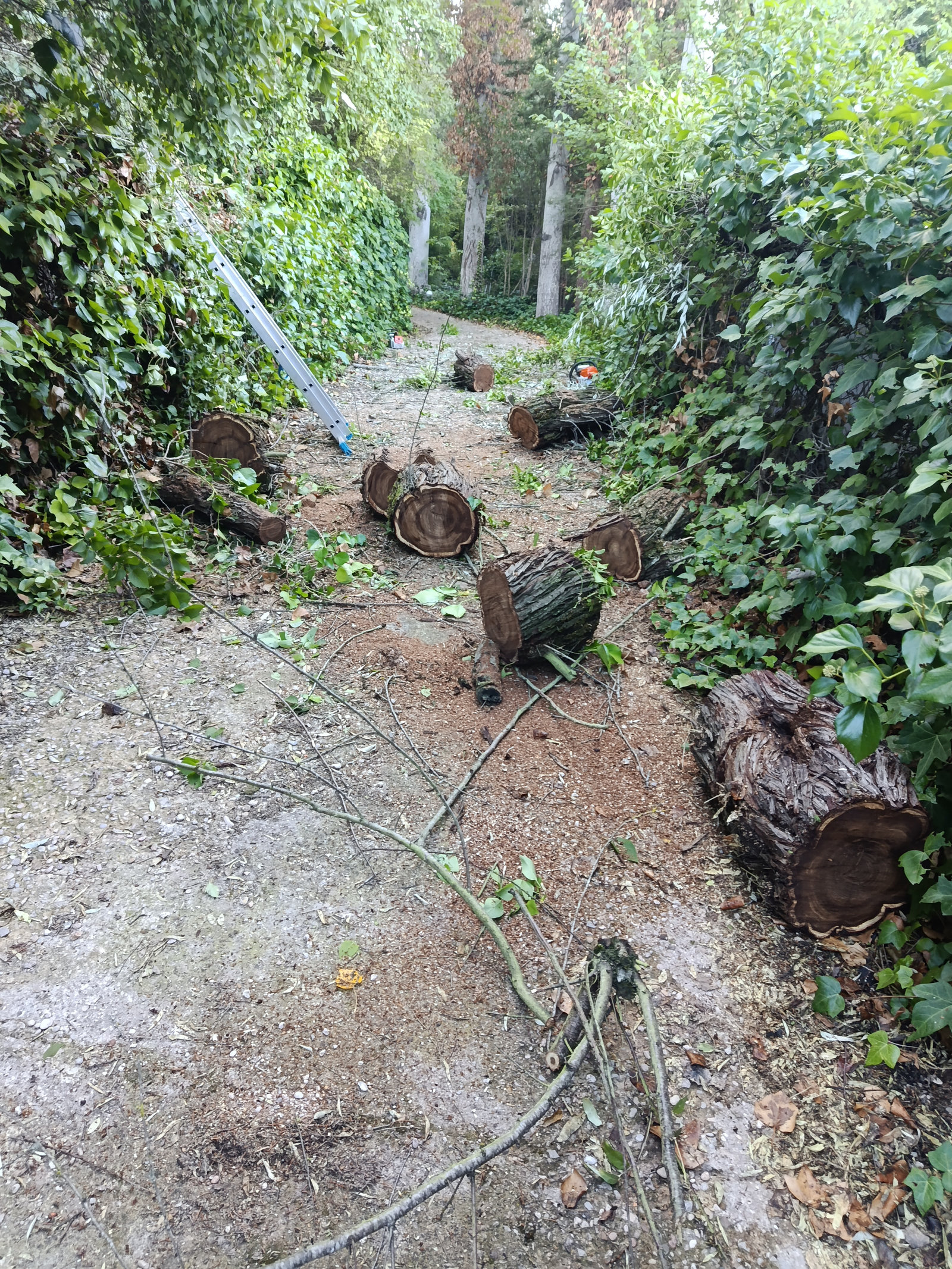 Retirada de ramas de un árbol caído para reducir su peso antes del corte