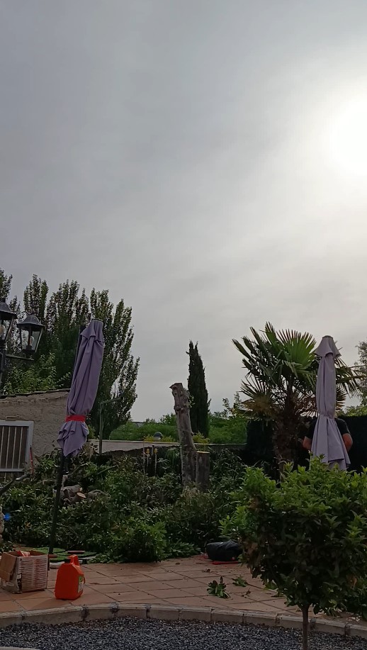 Laurel de gran tamaño completamente talado y desmontado en Azuqueca de Henares