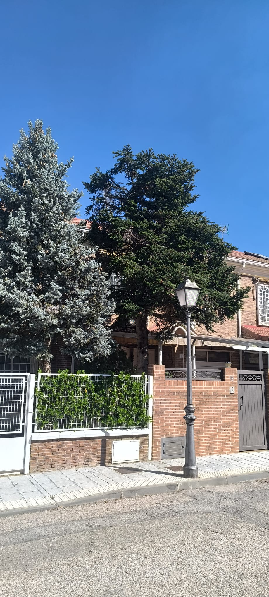 Resultado final de poda de un árbol para bajar la copa de altura en Guadalajara