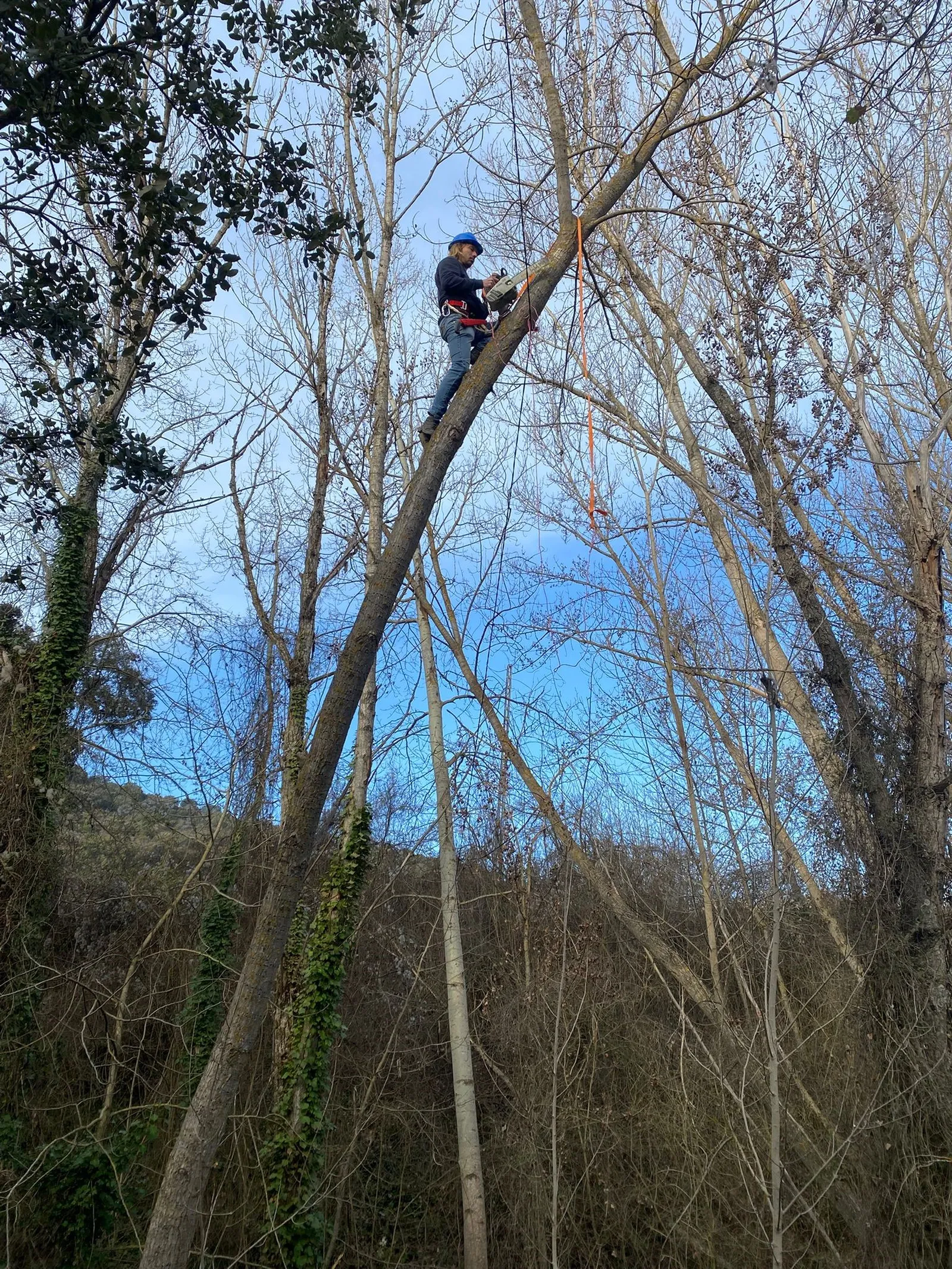Trabajador realizando desmontaje de un álamo negro mediante trepa en Brihuega