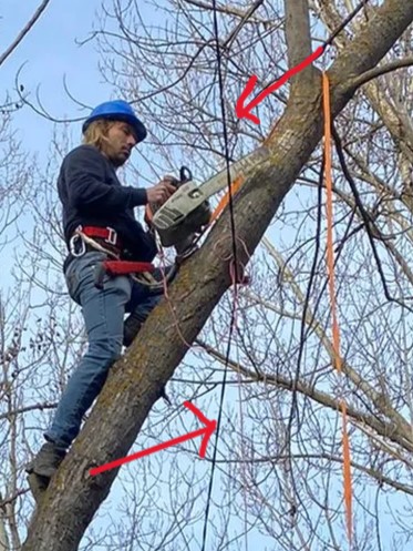 Detalle del álamo negro junto a una línea eléctrica, señalada con flechas, en Malacuera