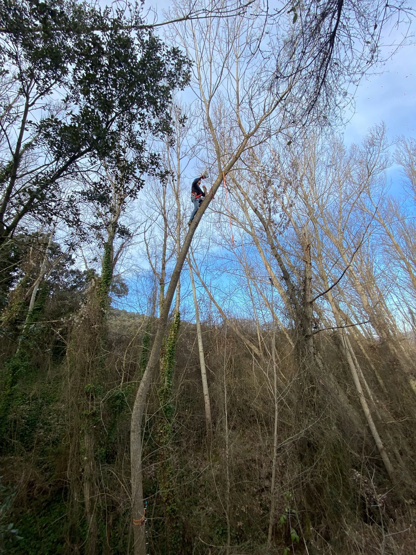Trabajo de tala en altura de un álamo negro inclinado sobre una línea eléctrica en Brihuega