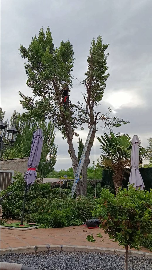 Inicio del desmontaje controlado de un laurel mediante trepa en Azuqueca de Henares