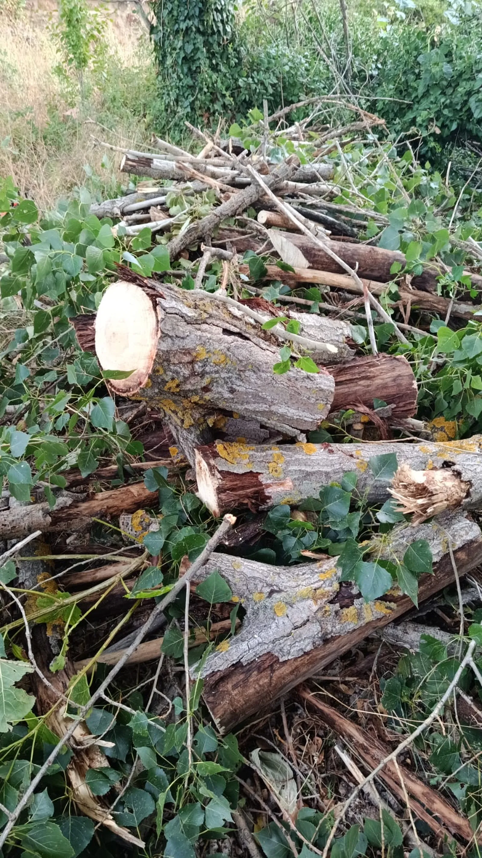 Madera del chopo talado procesada como leña para el cliente en Anchuela del Pedregal