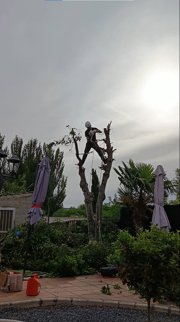 Desmontaje de un laurel por secciones con sistema de poleas en un jardín de Azuqueca de Henares