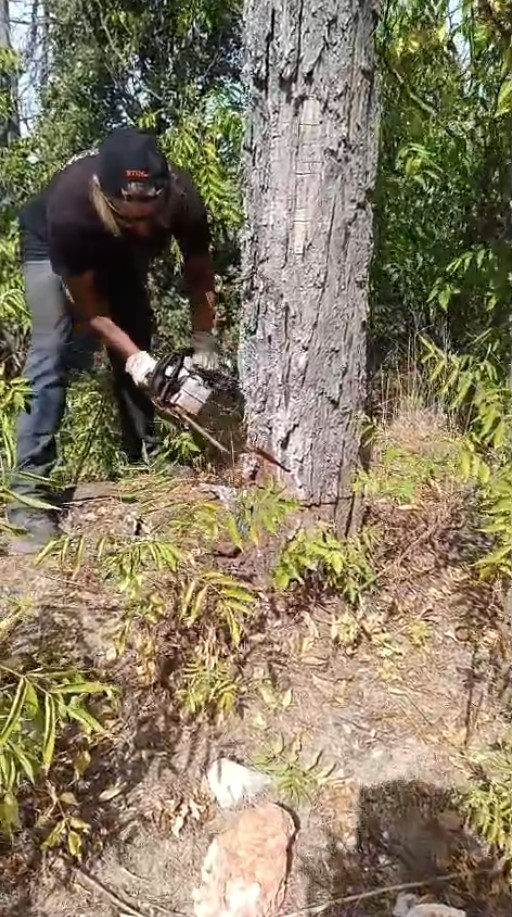 Proceso de tala de un árbol seco de aproximadamente 5 metros en una finca de Sacedón