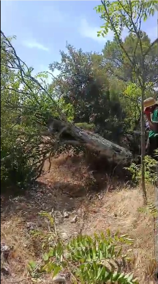 Encina seca talada y caída en una finca de Sacedón, cerca de Pareja