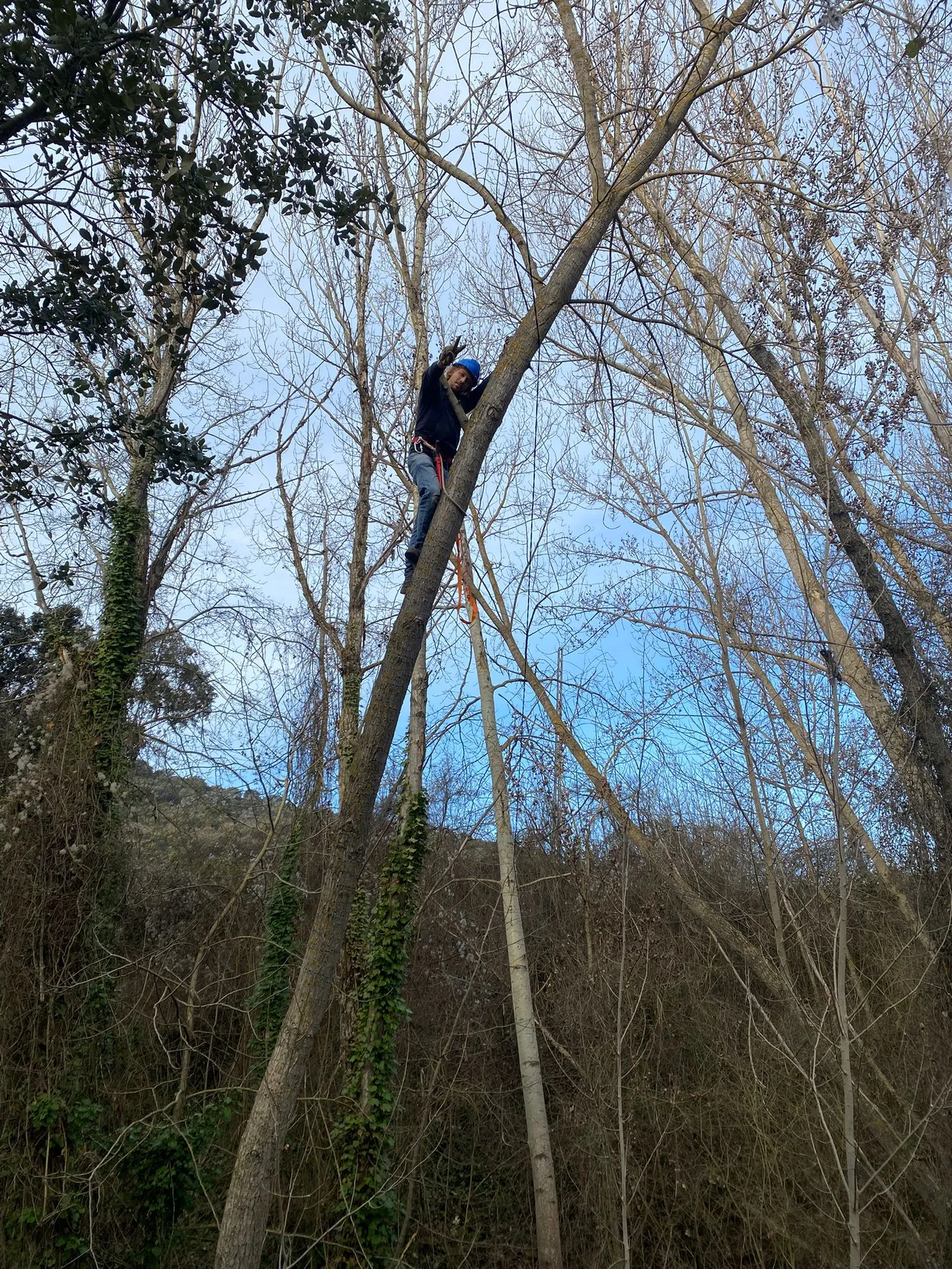 Trepador realizando la tala controlada de un álamo negro en Malacuera, Brihuega