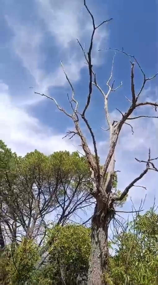 una encina seca de unos 5 metros antes de la tala en una finca de Sacedón, Guadalajara