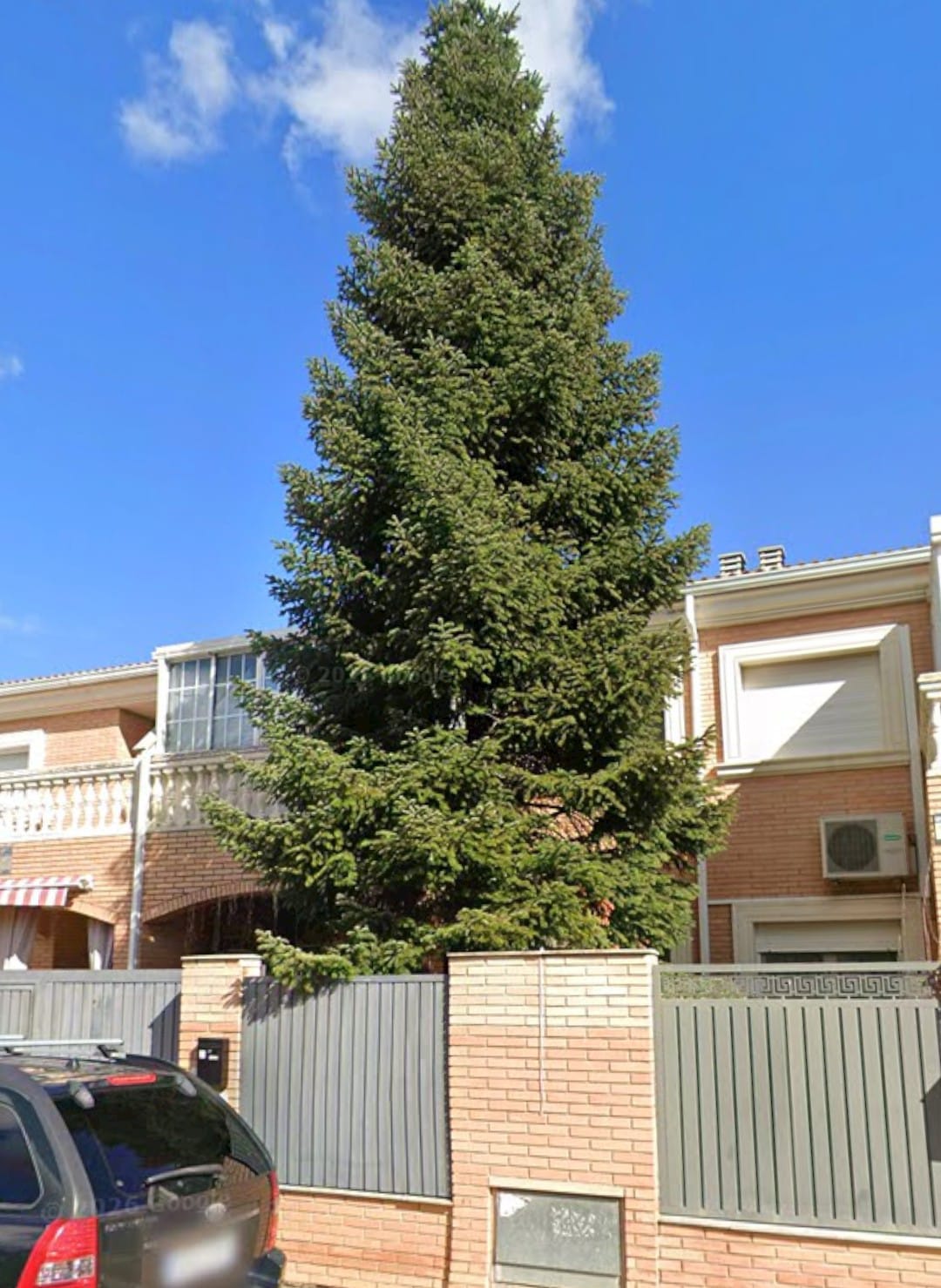 Abeto de 15 metros de altura en un patio de Villanueva de la Torre antes de la tala
