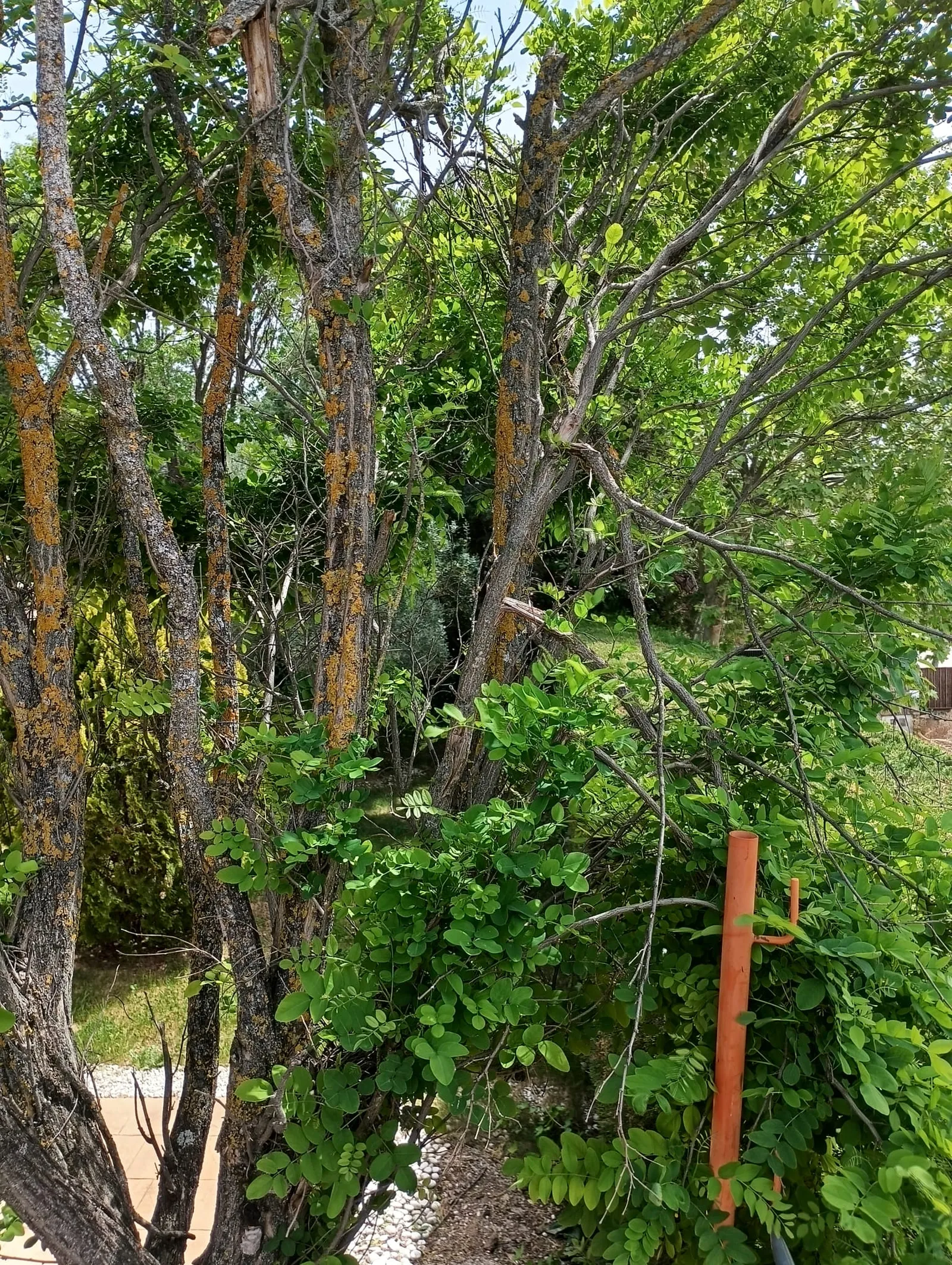 Acacia con ramas secas y enfermas antes de una poda de saneamiento