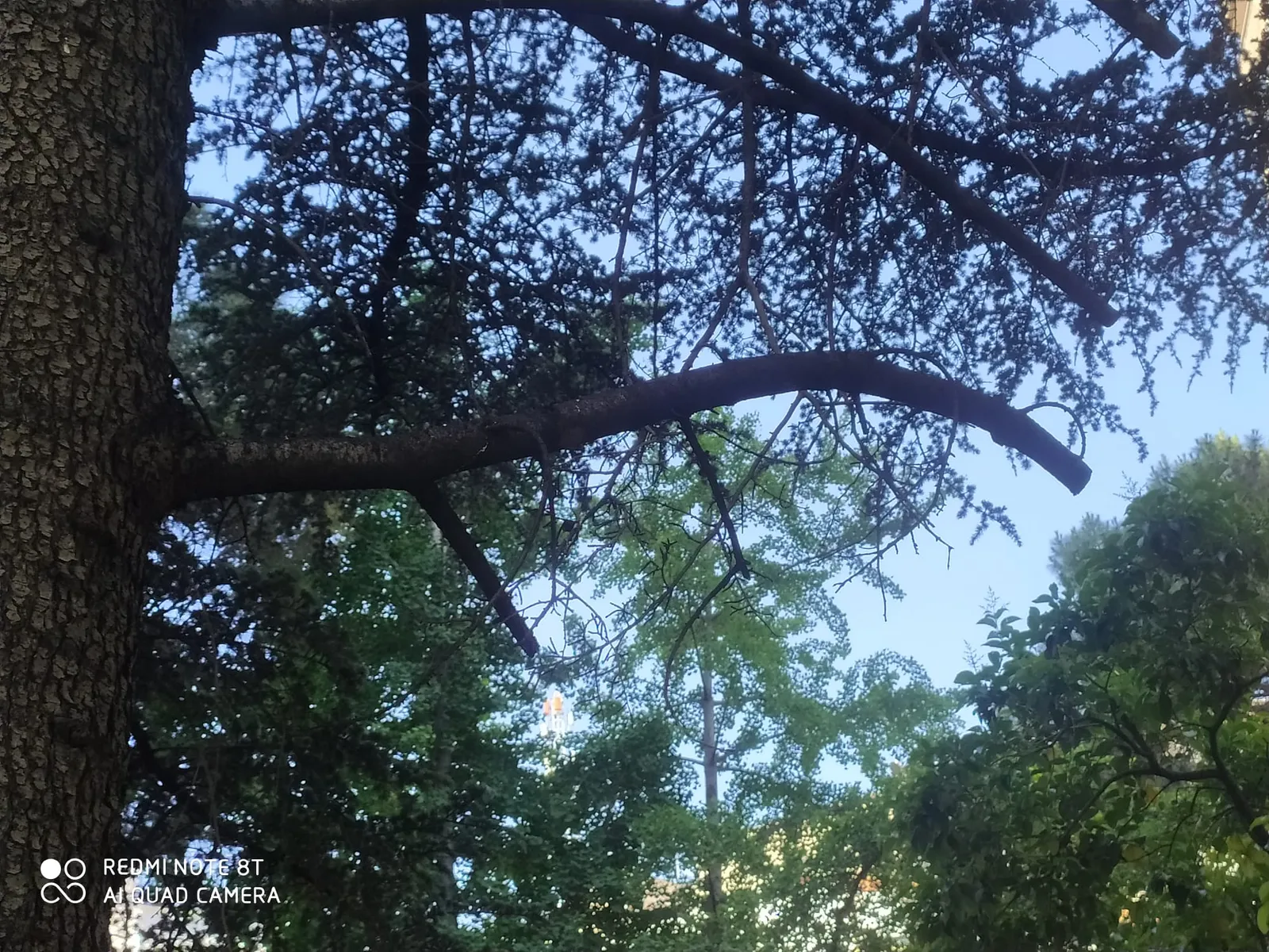 Corte incorrecto de una rama de cedro