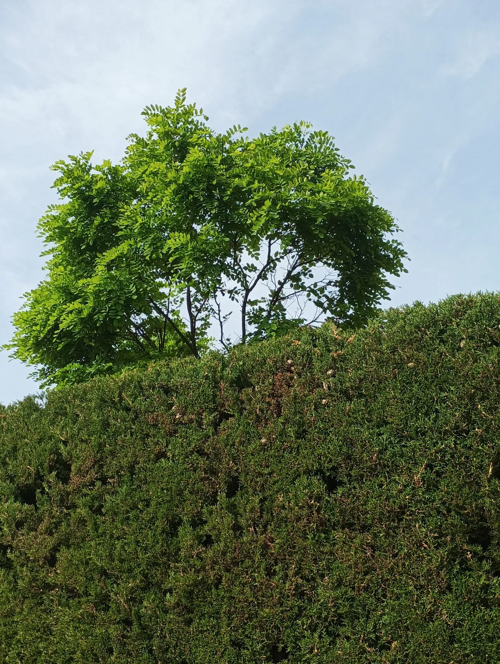 Poda de árboles realizada en Guadalajara