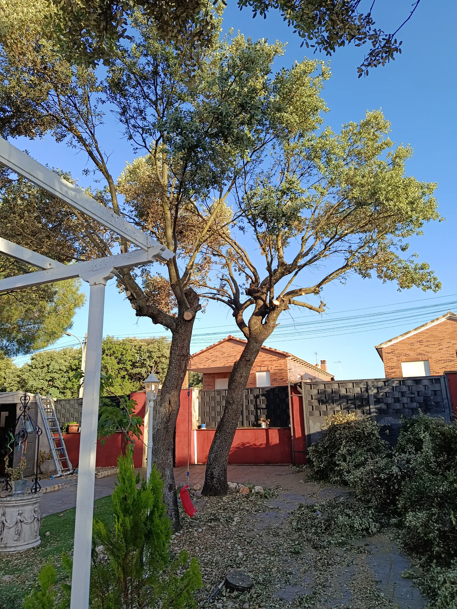 precio de Poda de árboles en Guadalajara