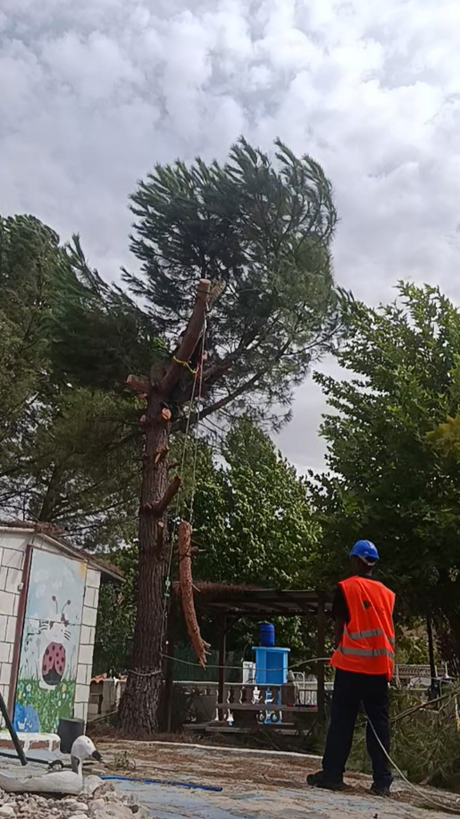 desmontaje por piezas de un árbol mediante trepa en Guadalajara