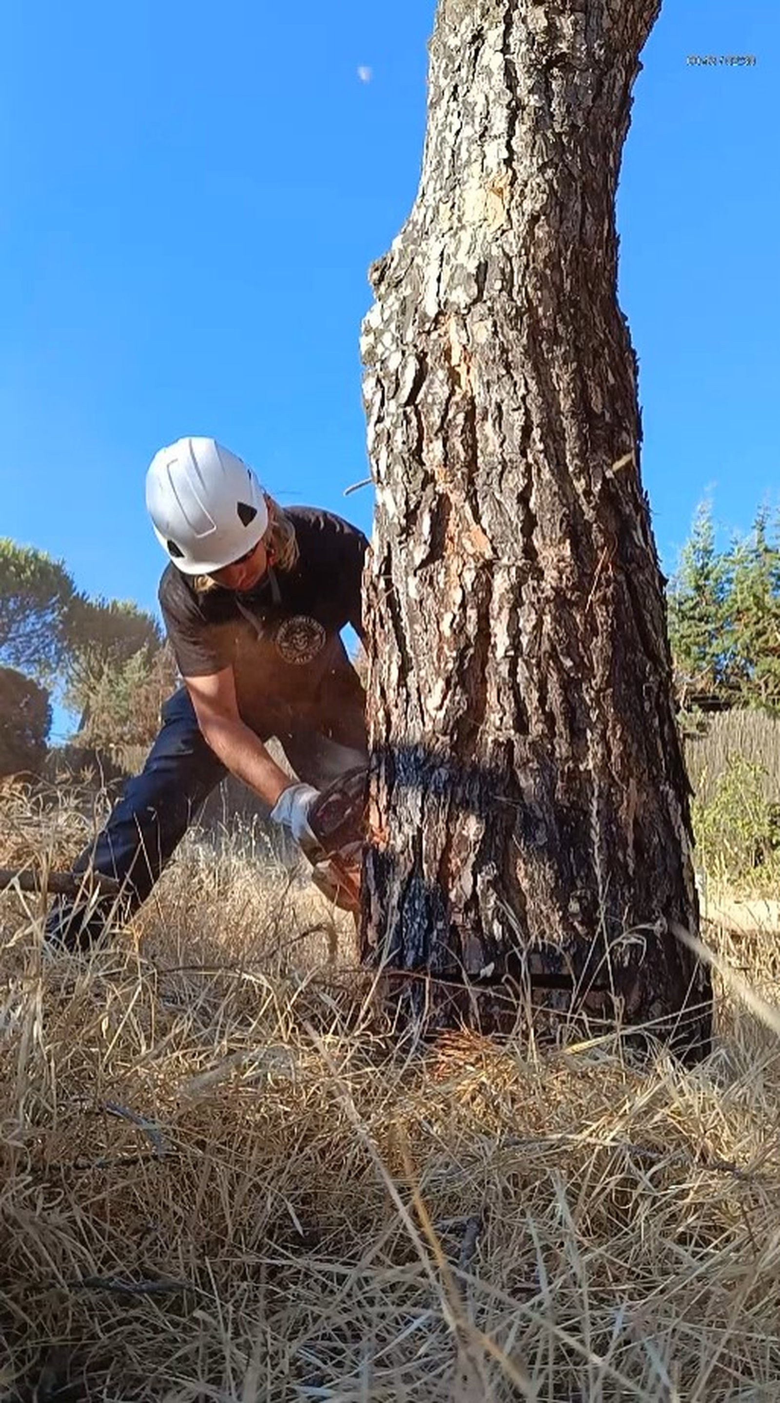 Tala de un árbol mediante desde el suelo en Guadalajara